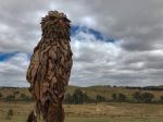 Percy the powerful owl