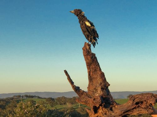 Milly the magpie sculpture by Chris Anderson