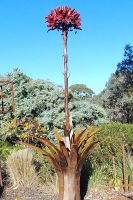 Gymea Lily