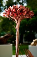 Gymea Lilies, set of 3