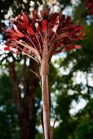 Gymea Lilies, set of 3