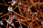 Glass Blossom tree