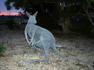 Kangaroo and Joey Macropus