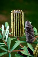 Banksia in a Vase