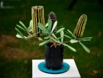 Banksia in a Vase