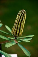 Banksia in a Vase