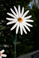 Oxeye Daisies