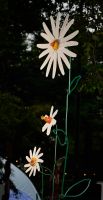 Oxeye Daisies