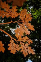 Manningham Oak by Helen Neyland