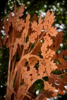 Manningham Oak by Helen Neyland