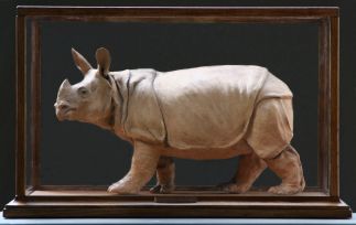 Javan Rhinoceros by 
											
												Chris Stubbs
											