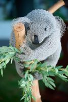 Kazza Koala