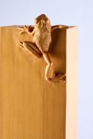 Little Frog. Big Climb