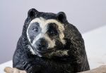 Hector - an old, Andean bear with a story to tell
