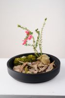 Epacris impressa (Common heath)