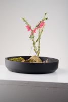 Epacris impressa (Common heath)