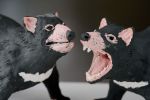 Tasmanian Devils