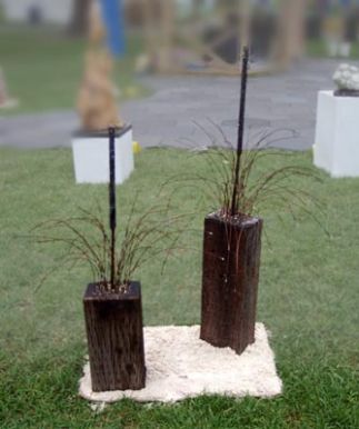 Xanthorrhoea